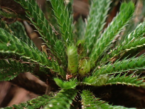Selaginella tamariscina — photo