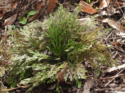 Selaginella tamariscina