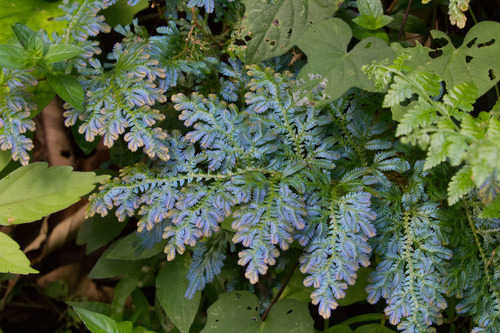 Selaginella willdenowii (Electric fern) — photo