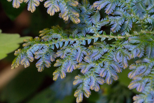 Selaginella willdenowii (Electric fern) — photo