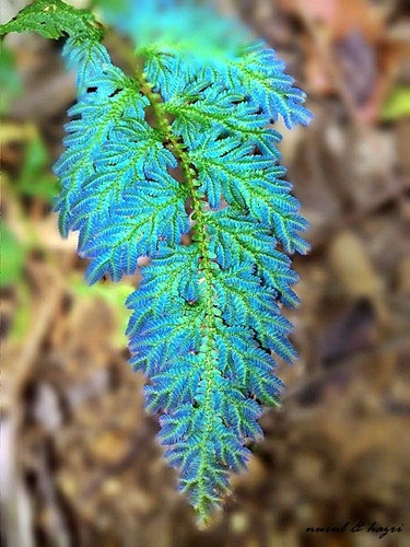 Selaginella willdenowii