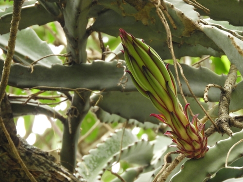 Selenicereus costaricensis (Pitahaya) — photo