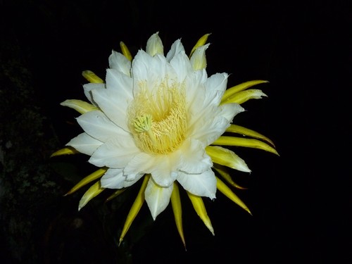 Selenicereus costaricensis