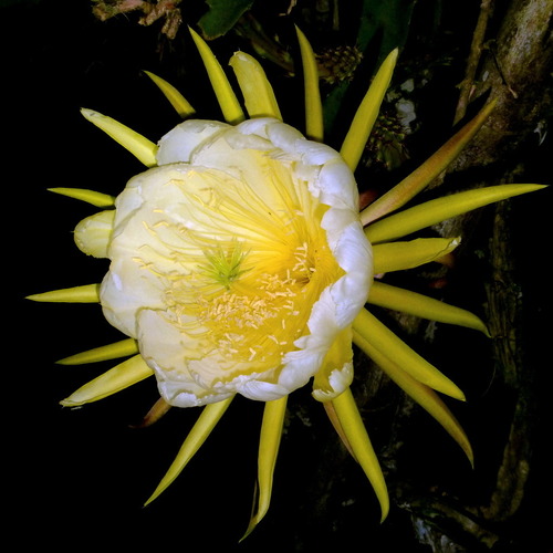 Selenicereus megalanthus (Yellow pitaya) — photo