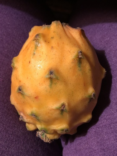 Selenicereus megalanthus (Yellow pitaya) — photo