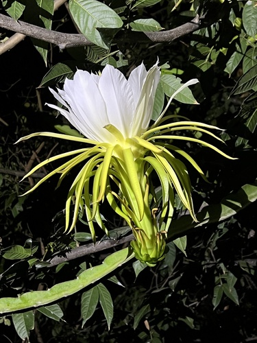 Selenicereus monacanthus — photo