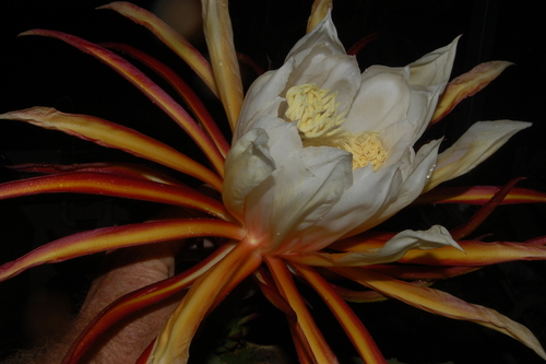 Selenicereus monacanthus