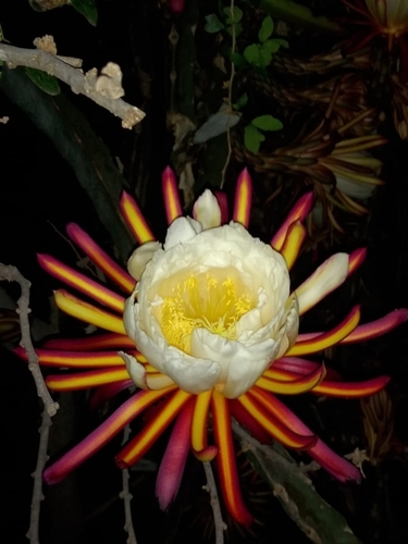 Selenicereus ocamponis