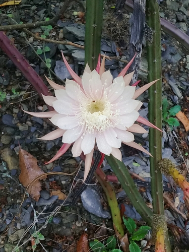 Selenicereus spinulosus (Vinelike moonlight cactus) — photo