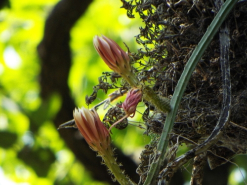 Selenicereus spinulosus (Vinelike moonlight cactus) — photo