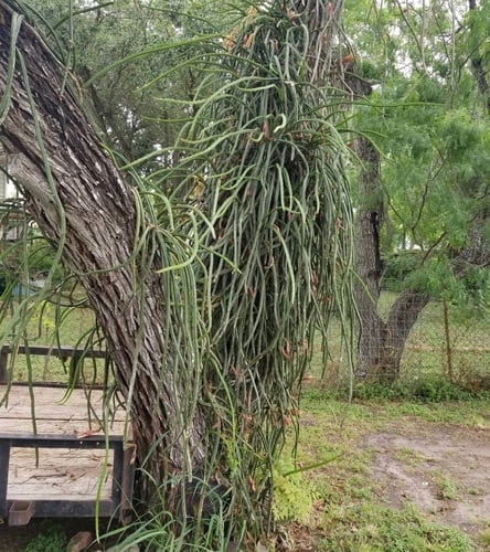 Selenicereus spinulosus