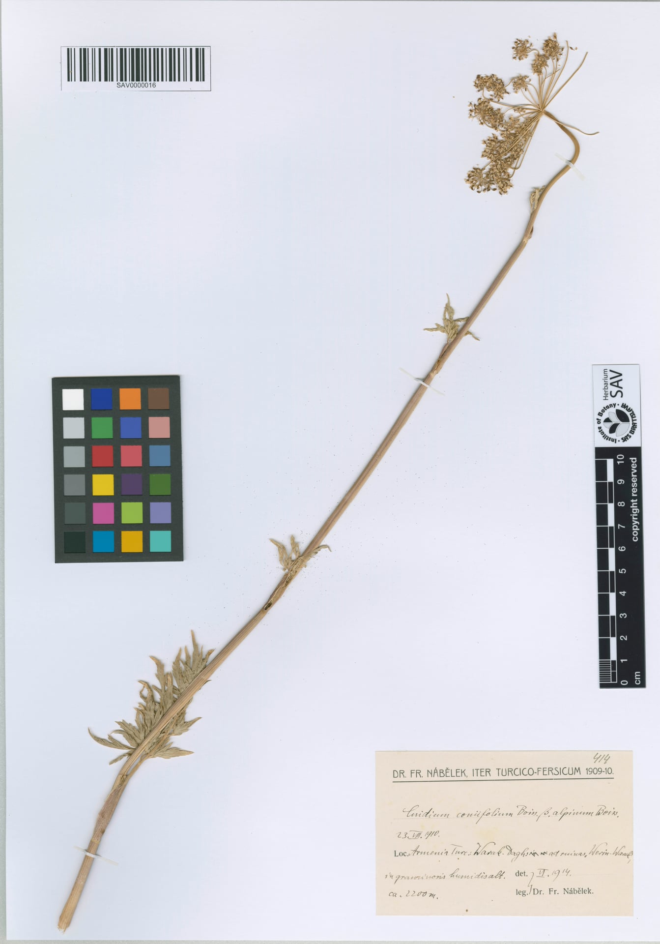 Selinum coniifolium — photo