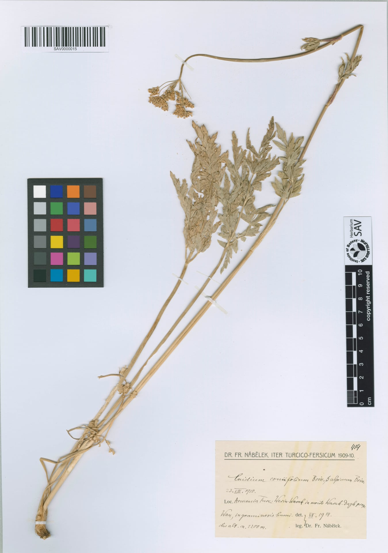 Selinum coniifolium — photo