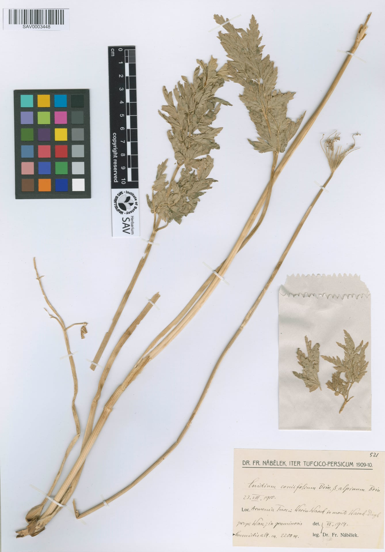 Selinum coniifolium