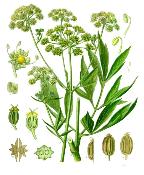 Selinum officinale