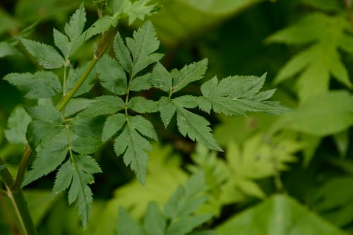 Selinum vaginatum — photo