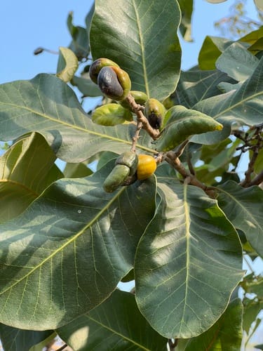 Semecarpus anacardium (Marking nut) — photo