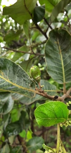 Semecarpus anacardium (Marking nut) — photo
