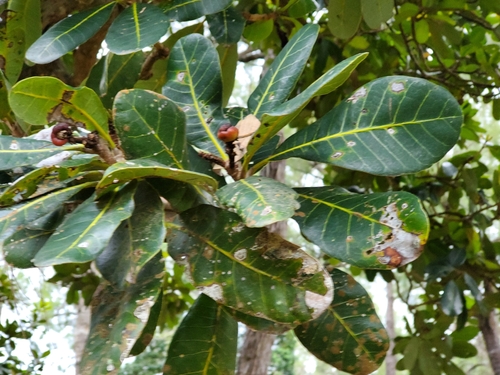 Semecarpus atra — photo