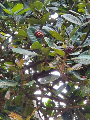 Semecarpus atra — photo