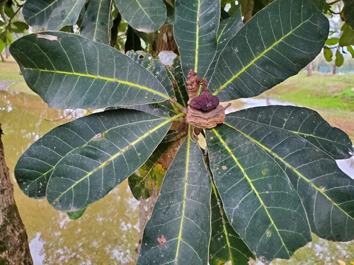 Semecarpus atra