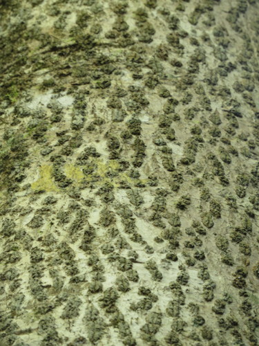 Semecarpus australiensis (Tar tree) — photo