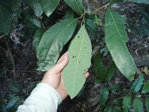 Semecarpus australiensis (Tar tree) — photo
