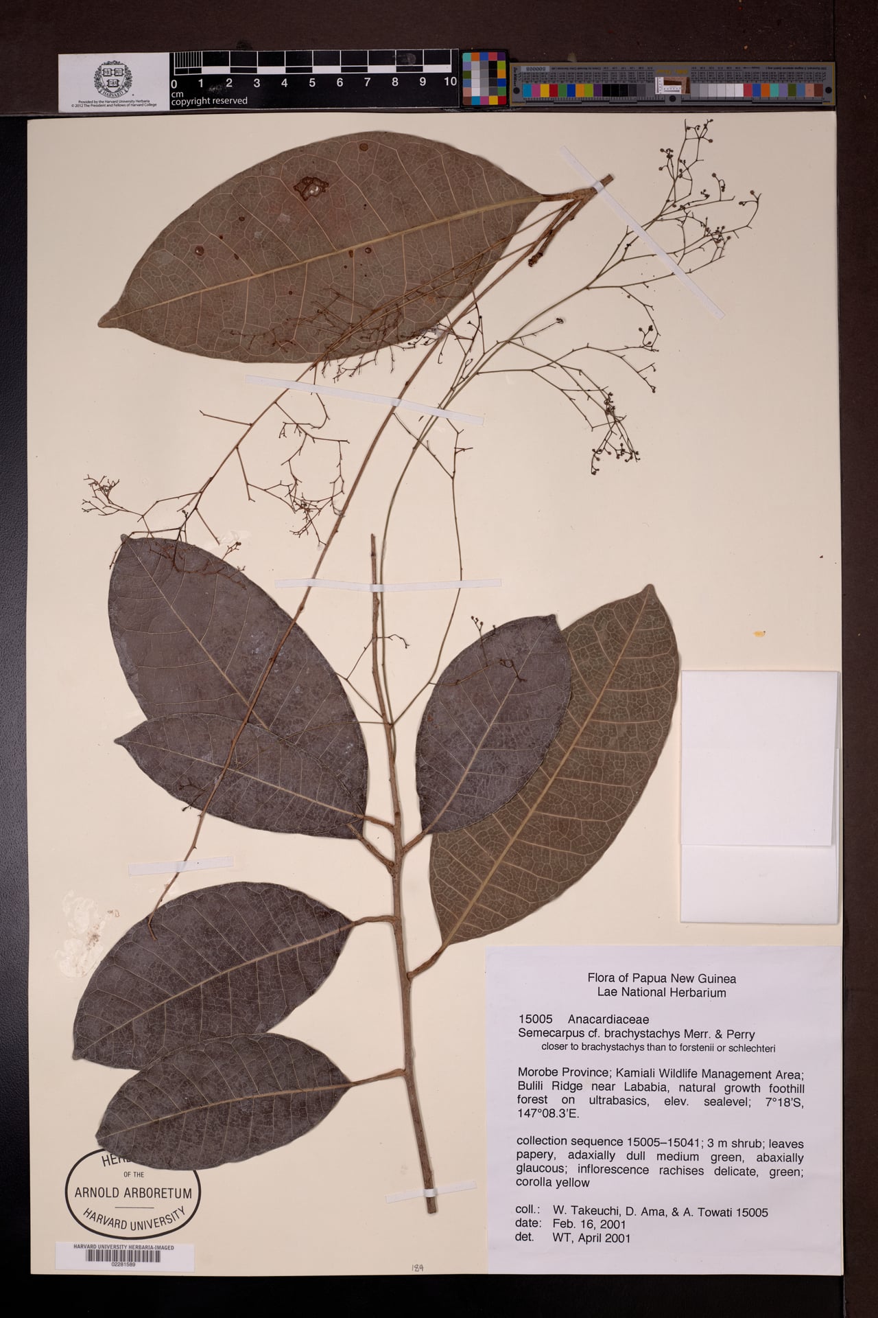 Semecarpus brachystachys
