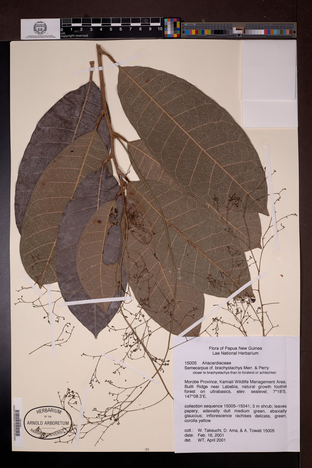 Semecarpus brachystachys — photo
