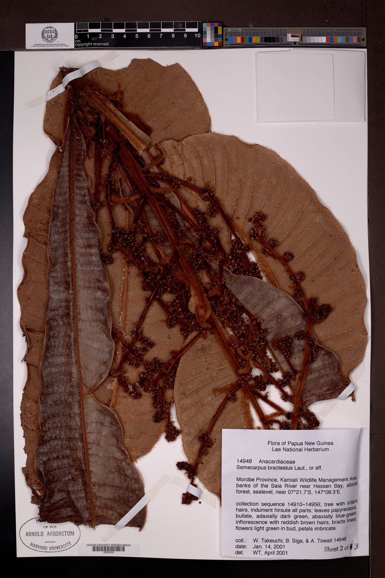 Semecarpus bracteatus — photo