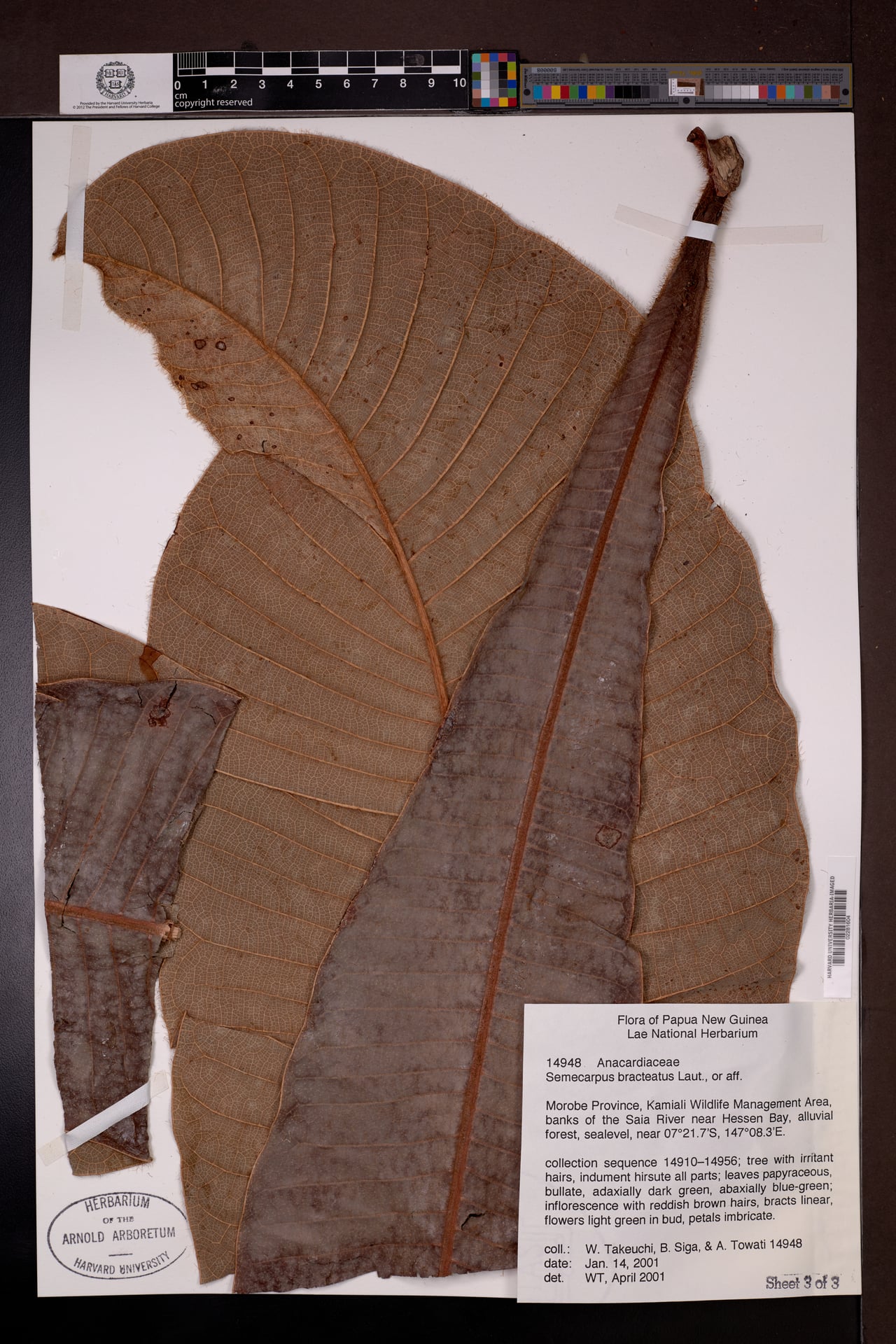 Semecarpus bracteatus — photo