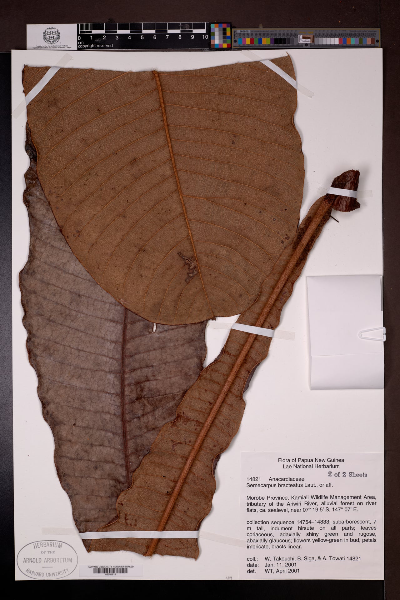 Semecarpus bracteatus