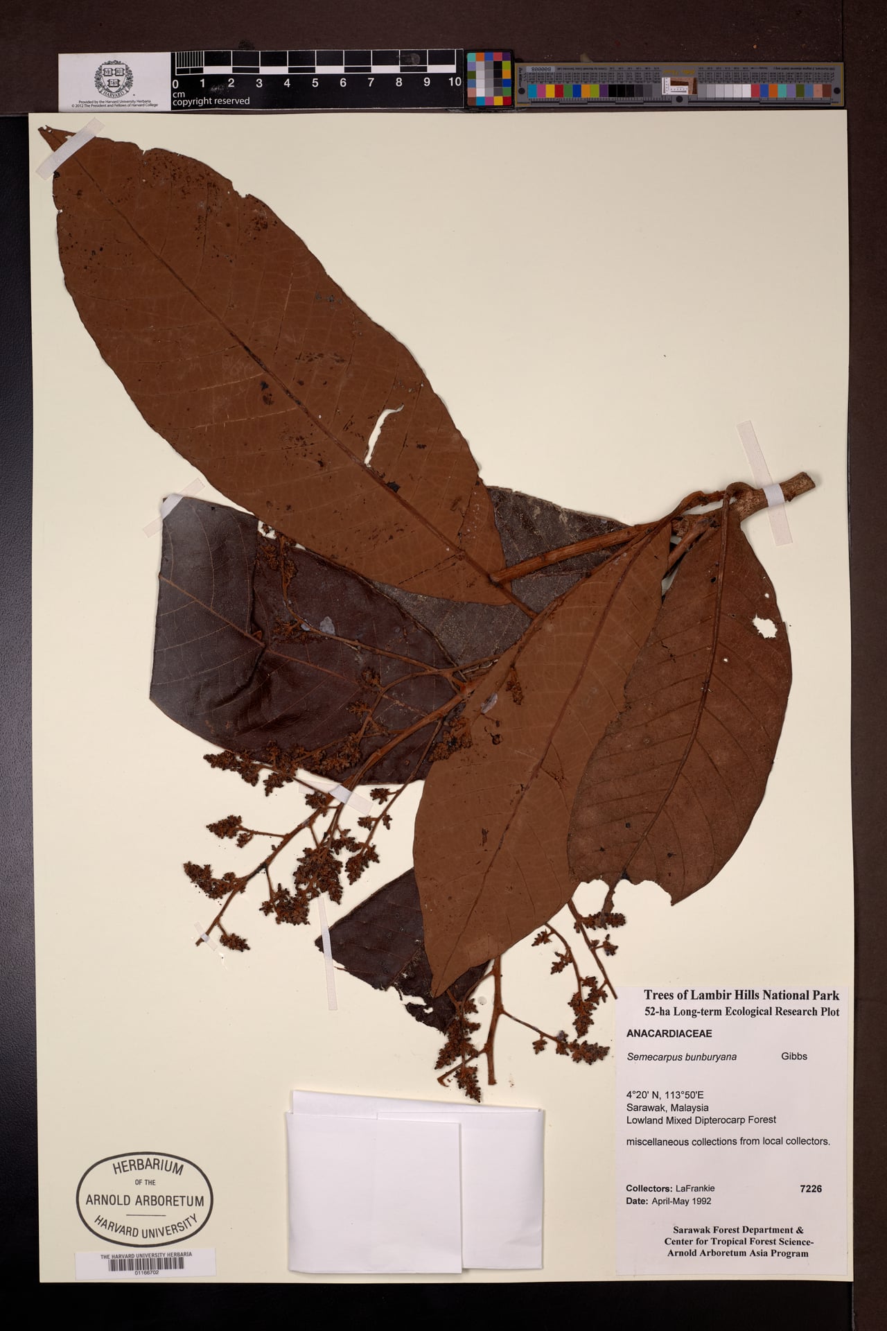 Semecarpus bunburyanus (Asiana rengas tree) — photo