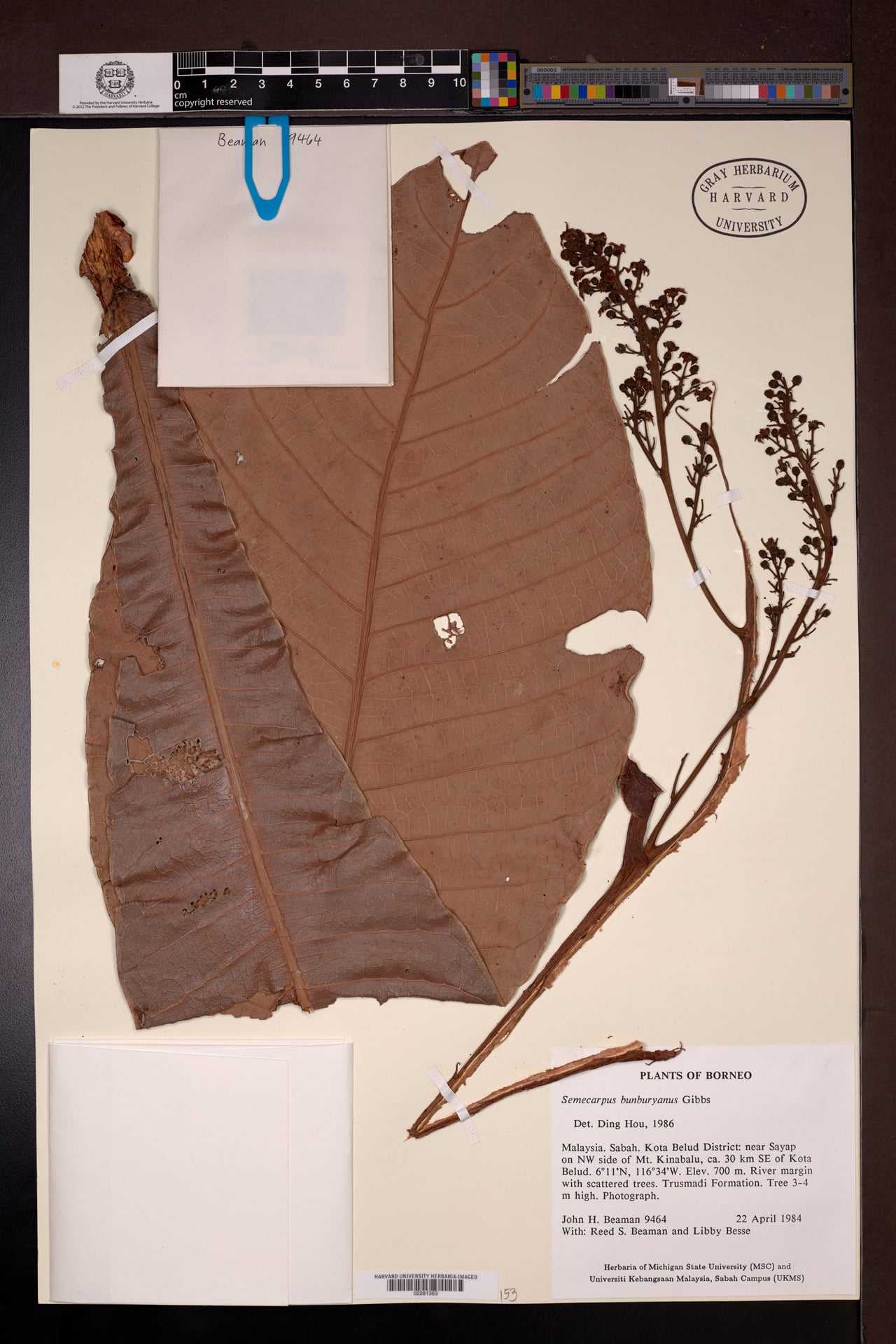 Semecarpus bunburyanus (Asiana rengas tree) — photo
