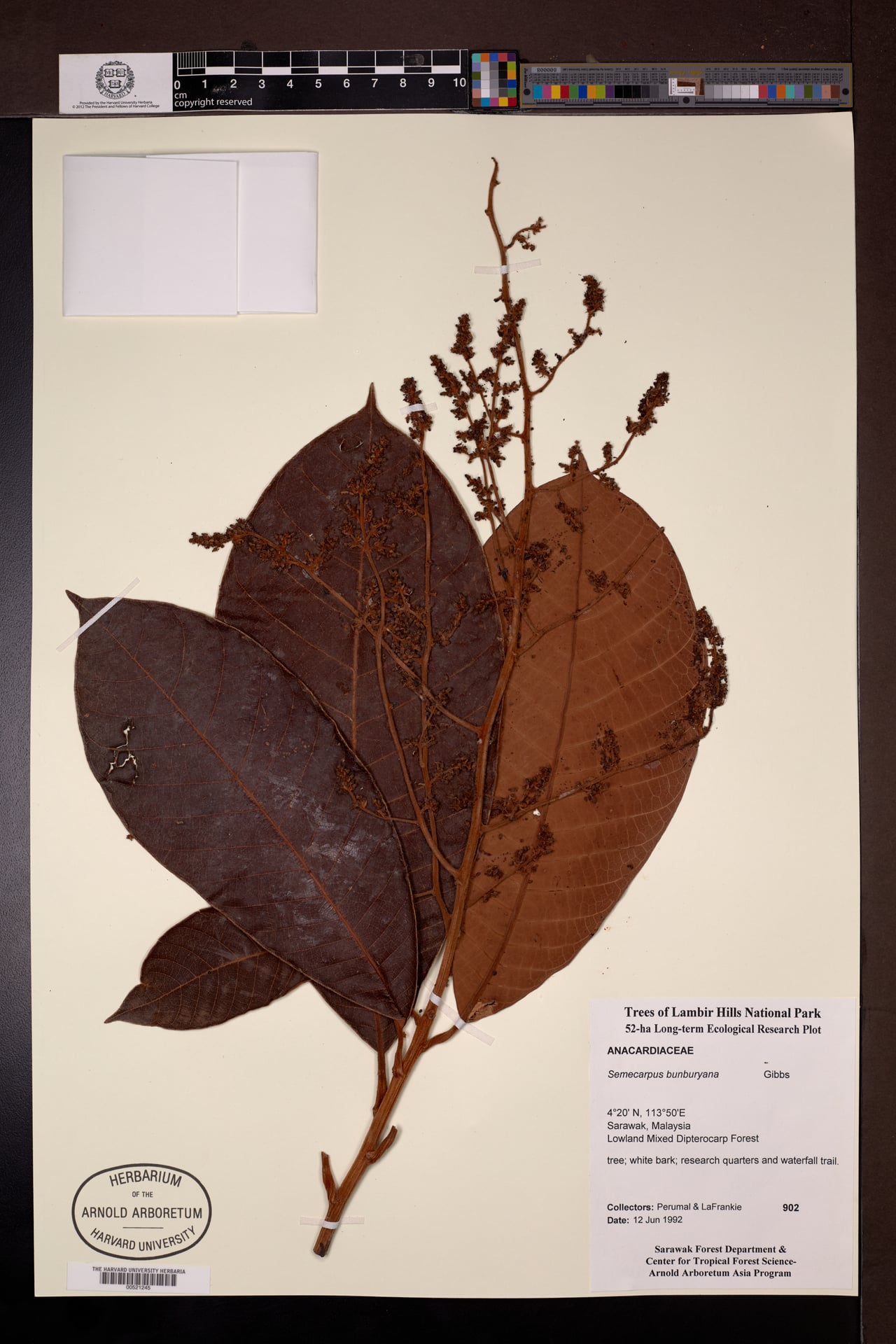 Semecarpus bunburyanus (Asiana rengas tree) — photo