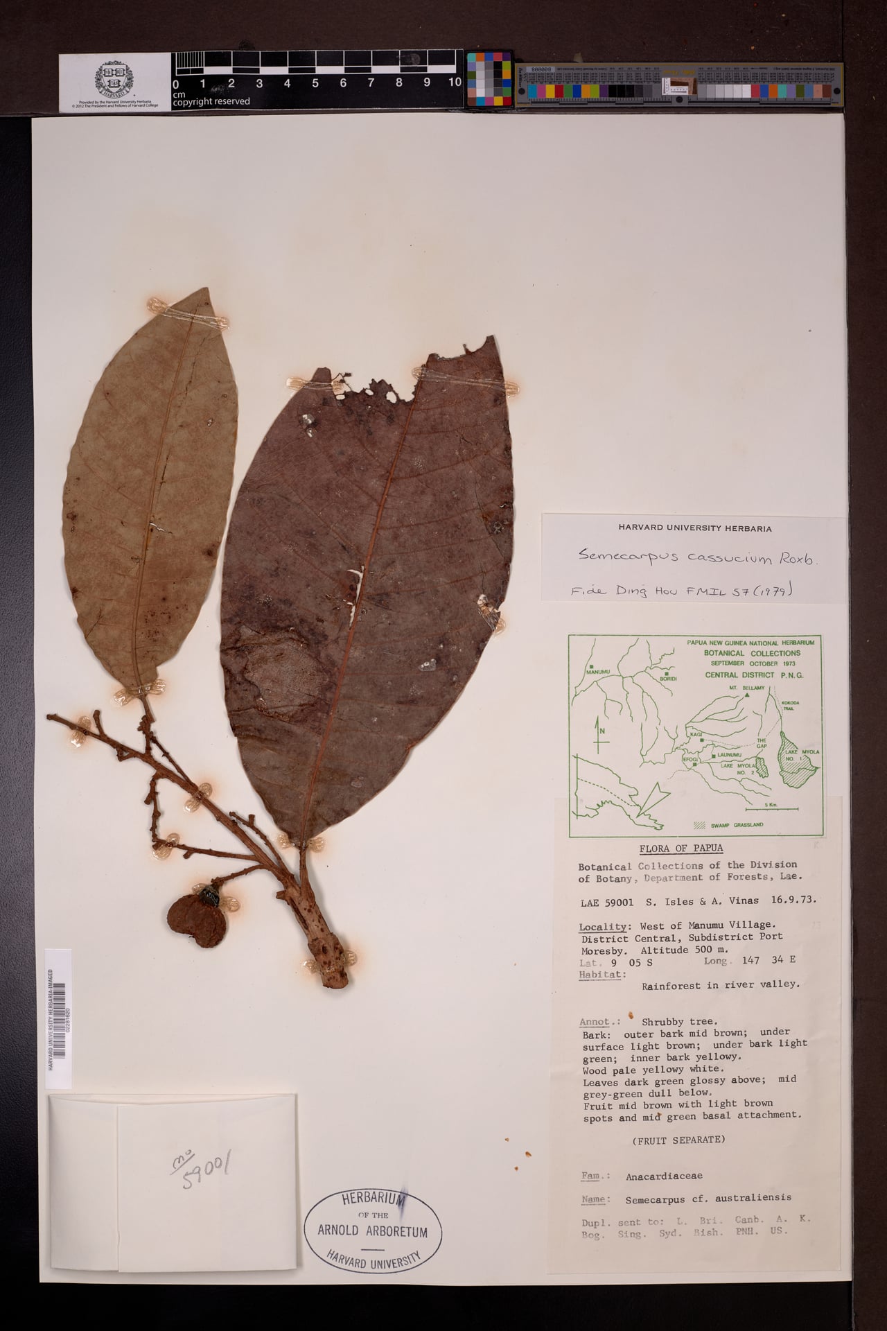 Semecarpus cassuvium (Lewer) — photo