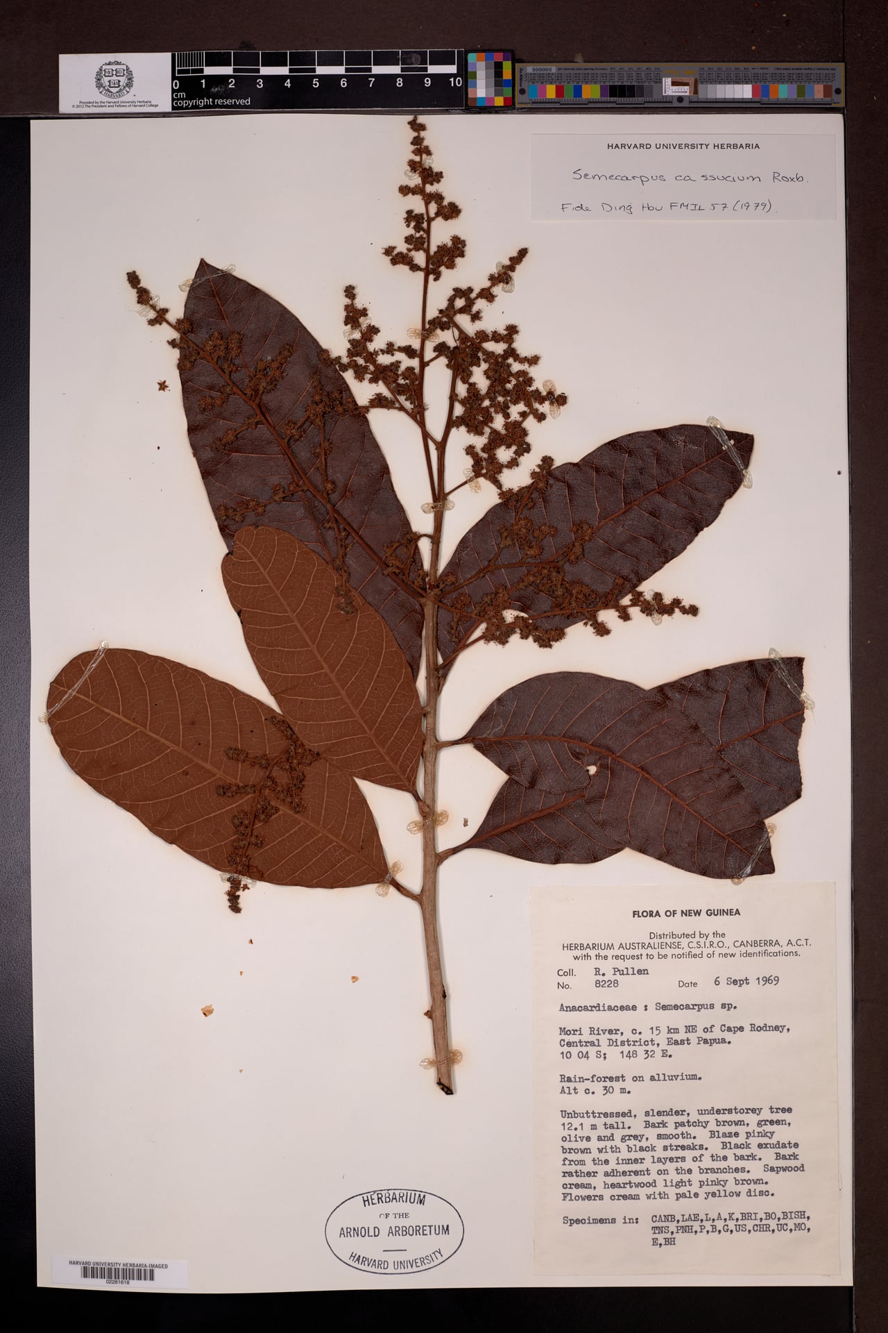 Semecarpus cassuvium (Lewer) — photo