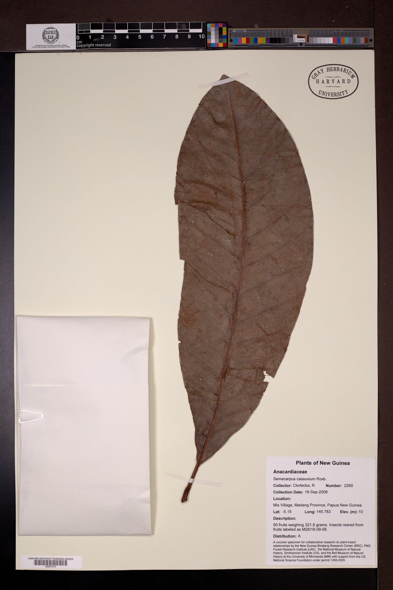 Semecarpus cassuvium