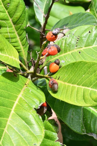 Semecarpus cuneiformis (Ligas) — photo