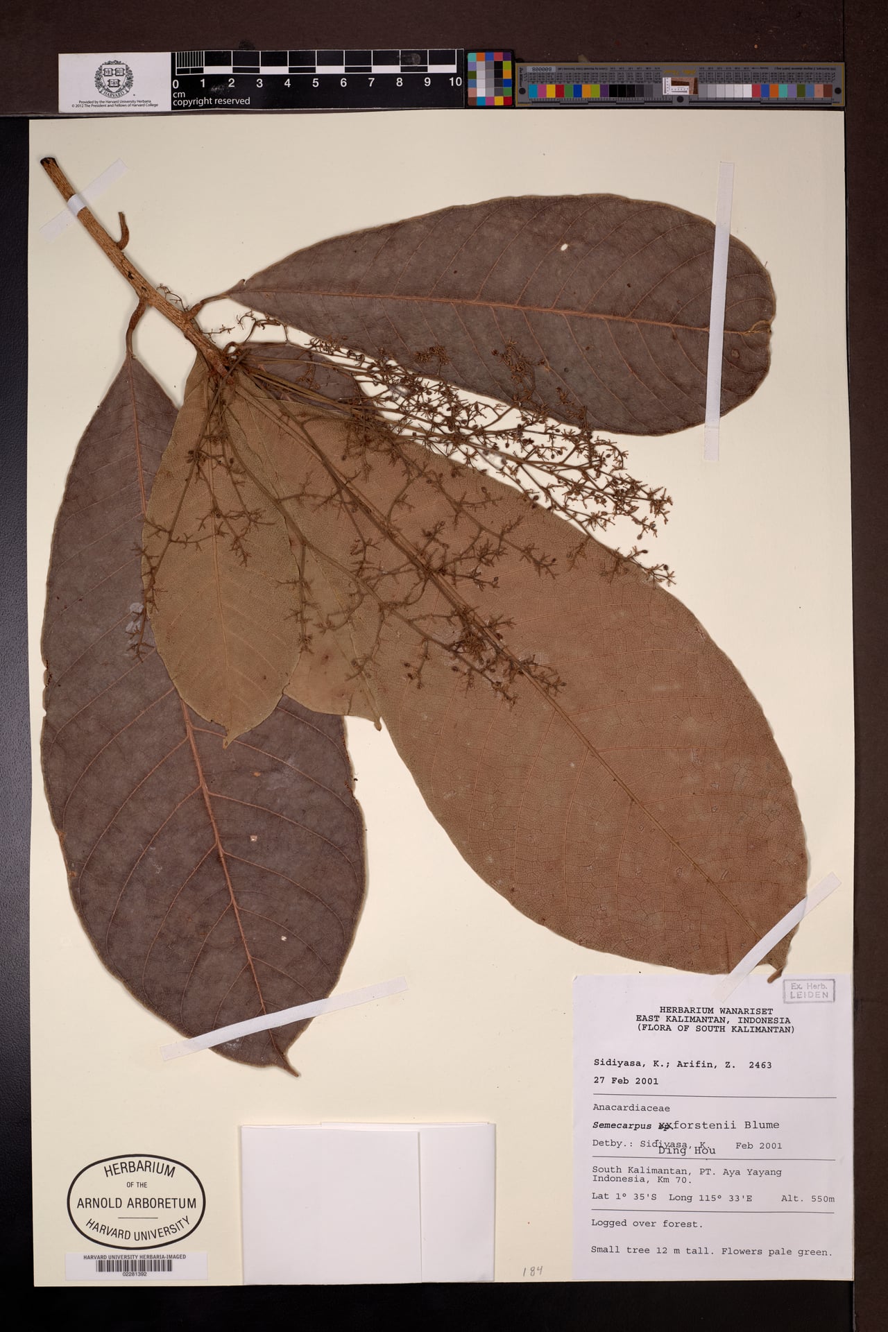 Semecarpus forstenii (Moluccan Rengas) — photo