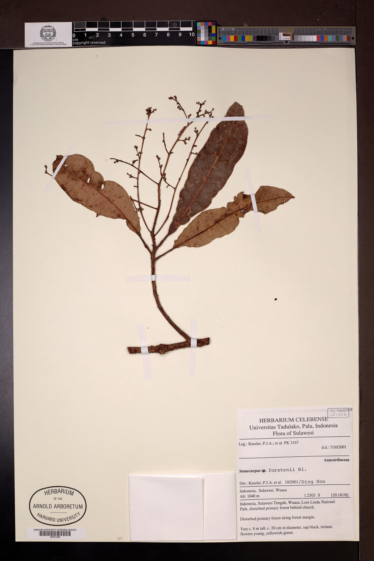 Semecarpus forstenii (Moluccan Rengas) — photo