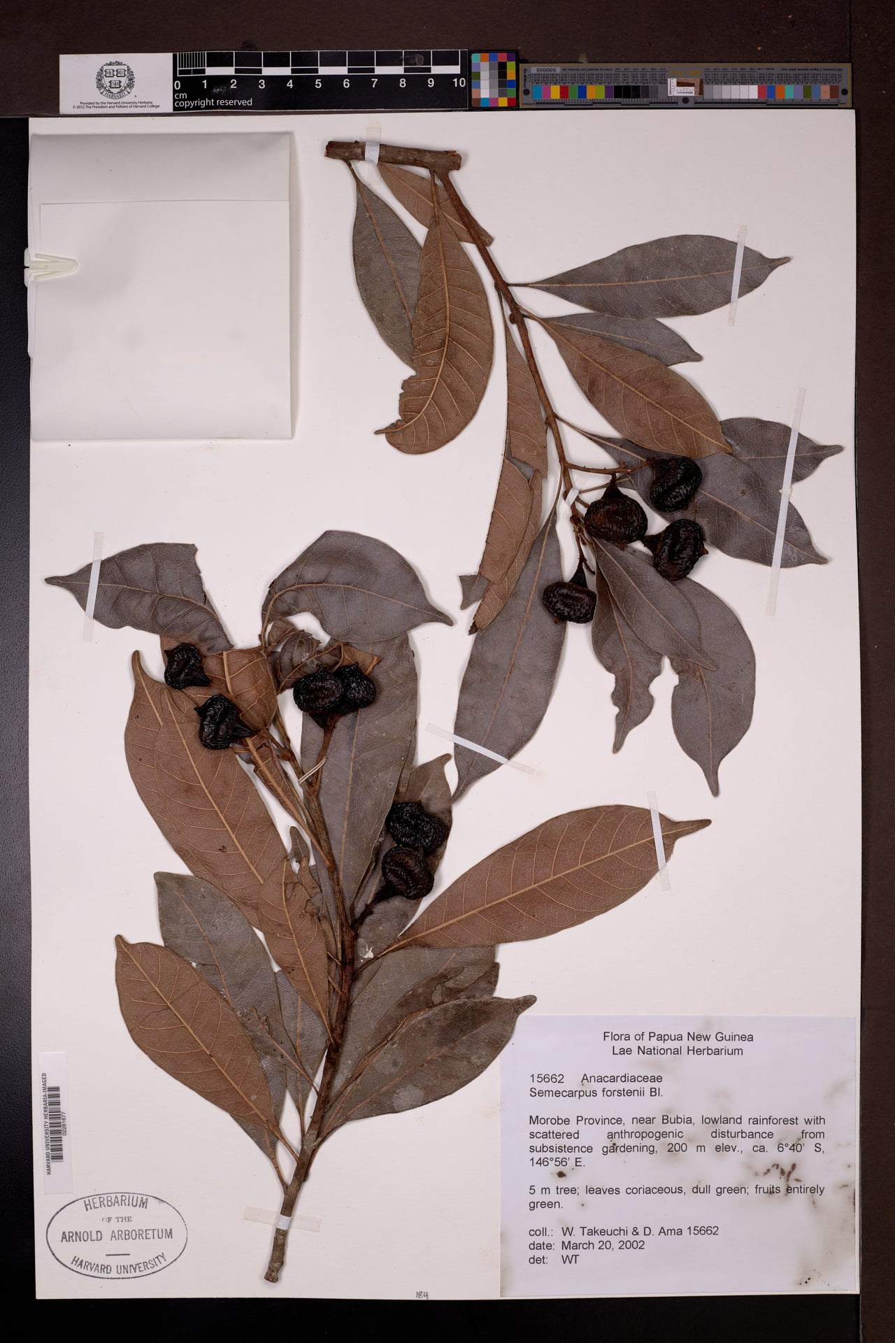 Semecarpus forstenii (Moluccan Rengas) — photo