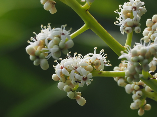 Semecarpus gigantifolius (Manalu) — photo