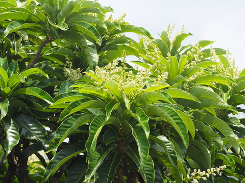 Semecarpus gigantifolius (Manalu) — photo