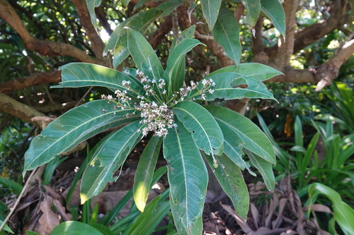 Semecarpus gigantifolius