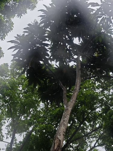 Semecarpus longifolius (Anagas) — photo