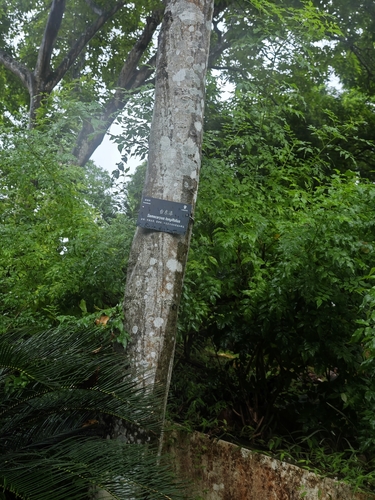 Semecarpus longifolius (Anagas) — photo