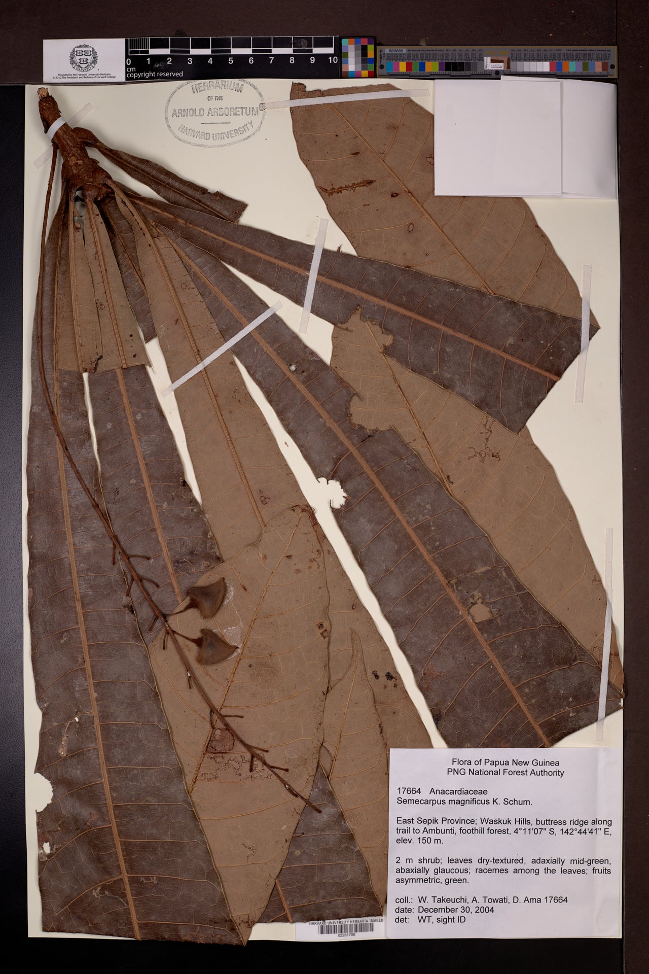 Semecarpus magnificus — photo