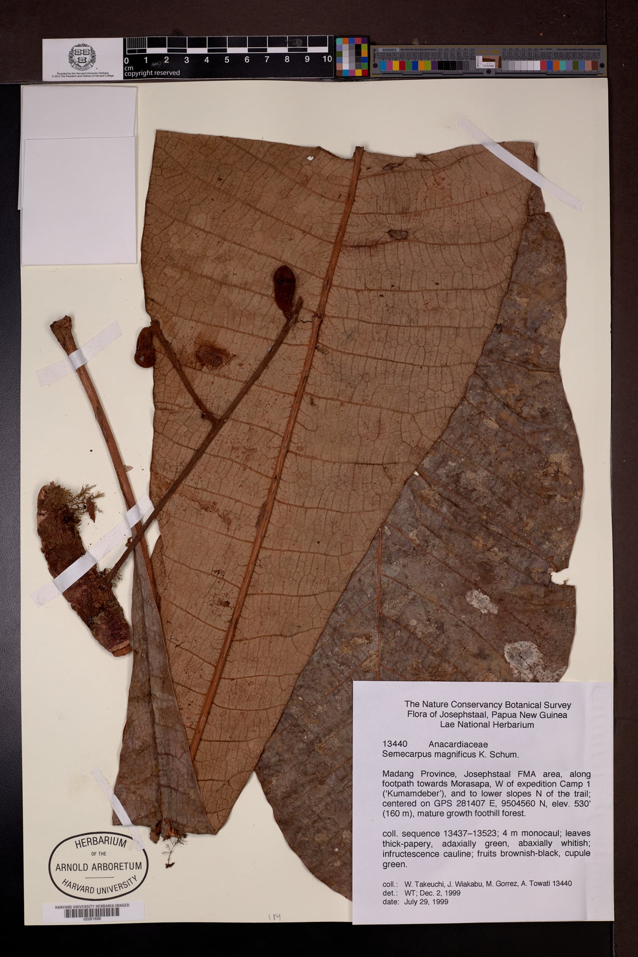 Semecarpus magnificus — photo