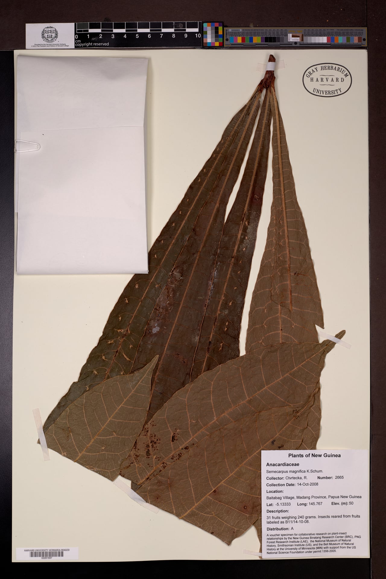 Semecarpus magnificus